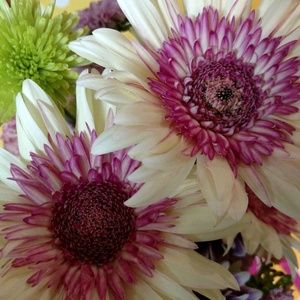 Meet your Posher, Marilyn